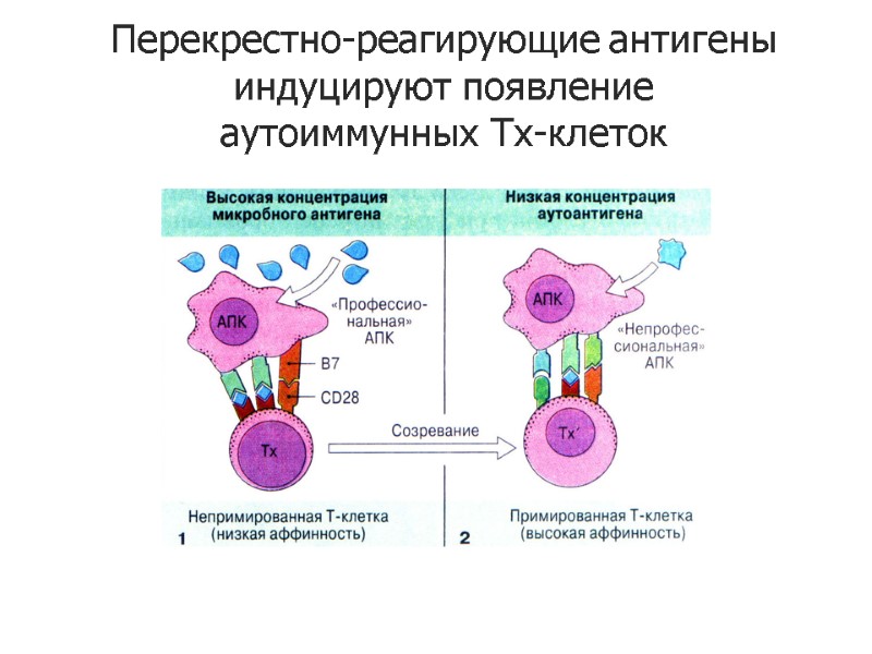 Перекрестно-реагирующие антигены  индуцируют появление  аутоиммунных Тх-клеток
